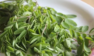 Verdad o mito. ¿Estos productos sirven para prevenir o mejorar la Covid? (parte 2)