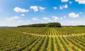 Una nueva mirada a la agrociencia desde la tecnología