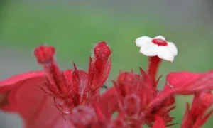 ¿Los Agroquímicos en los Cultivos de Flores Afectan la Salud de los Trabajadores?