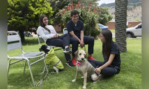 Protocolo animales de compañía