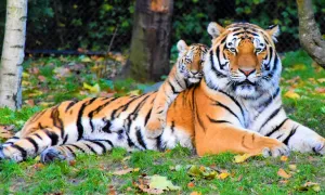 Día mundial de los animales, una oportunidad para demostrarles nuestro respeto
