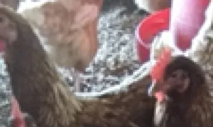 Se implementa metodología para valoración de bienestar en aves de producción en Colombia