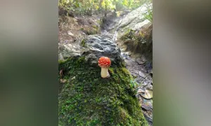 Cómo y dónde realizar caminatas ecológicas en Bogotá