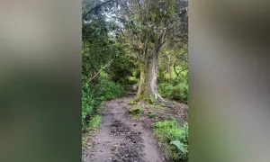 Cómo y dónde realizar caminatas ecológicas en Bogotá