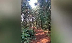 Cómo y dónde realizar caminatas ecológicas en Bogotá