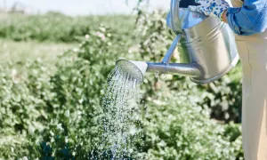 Componente básico para el ahorro de agua en los cultivos