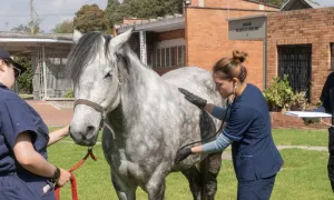 Día del Veterinario: compromiso y pasión profesional