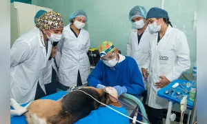 Avances en el Proyecto de Ley para la esterilización de gatos y perros en Colombia