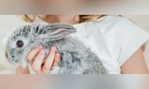 Colombia será sede de Congreso sobre Alternativas a la Experimentación Animal