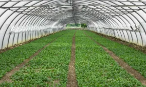 Innovación puesta al servicio de las flores de corte