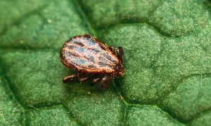 ¿Pueden las garrapatas enfermar al humano?