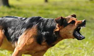 ¿Cómo prevenir y controlar a los perros agresivos?