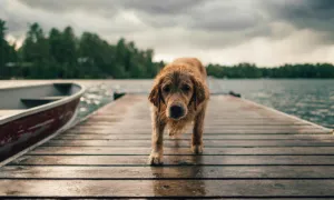 Claves para identificar el lugar adecuado para la atención de nuestras mascotas