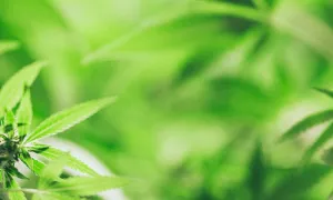 Desafíos de la política antidrogas en Colombia
