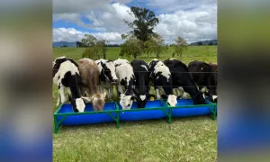 Nuevo decreto regula las plantas de beneficio animal de categoría de autoconsumo