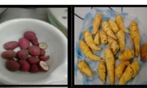 Bioprospección de raíces tuberosas y tubérculos de la agrobiodiversidad colombiana