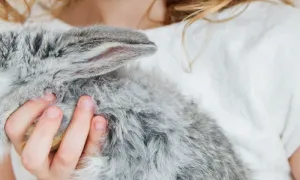 Testeo en animales por parte de la industria cosmética