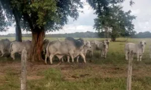 Toros Brahman seleccionados mejoran la producción sostenible ganadera
