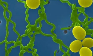 Una Salud: enfoque integral en prevención y control de la leptospirosis