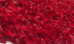 Uso de flores, semillas y cáscaras en la industria alimentaria