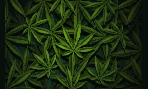 Uso y abuso de la marihuana