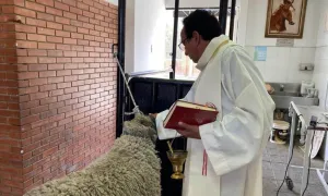 Bendición a las ovejas del campus
