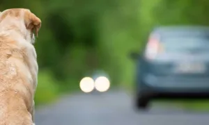 Abandonar no es una opción