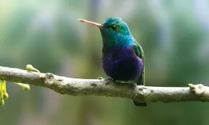 Aviturismo y conservación