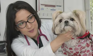 Cómo prevenir el cáncer en nuestras mascotas