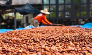 Otras convocatorias - Circular agriculture in the cocoa production (Cerrada)