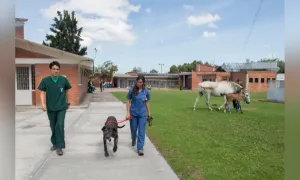 ¿Cómo debemos cuidar a nuestras mascotas?