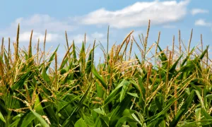 Desarrollo rural sostenible