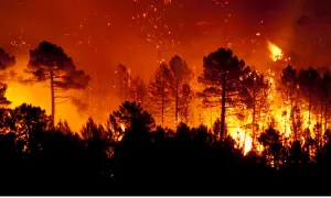 ¿Cómo recuperar los territorios después de un incendio forestal?