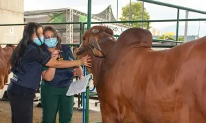 Conoce nuestros nuevos posgrados en cuidado animal