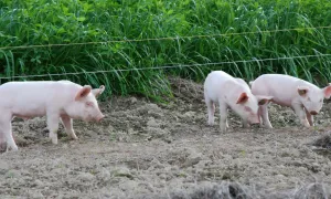 Utopiense aporta a la producción porcícola en Putumayo