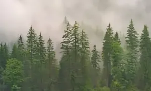 Sostenibilidad de los bosques colombianos