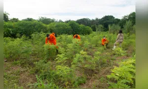 ¿El suelo colombiano tiene las condiciones para cultivar durante todo el año?