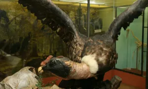 Museo La Salle