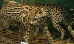 Museo La Salle