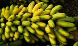 banano