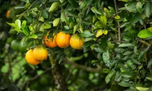 naranjas
