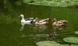 tres patos sobre el lago