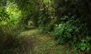 sendero ecológico