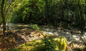 bosque 