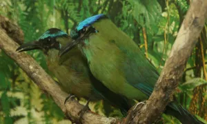 Aves en una rama 