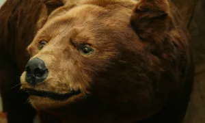 Oso