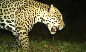 Jaguar en la Salle