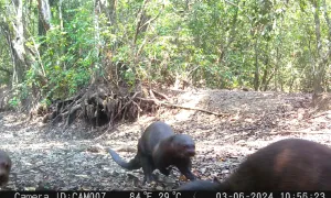 Nutria gigante en La Salle
