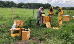 Granja de Abejas