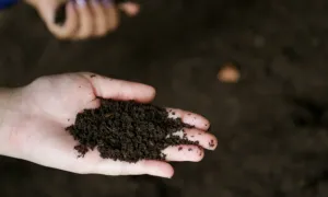 El poder de la tierra fértil